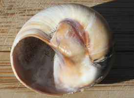Lobed Moon Shell
